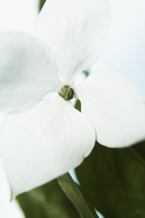 白花瓣花的特写照片 · 免费素材图片