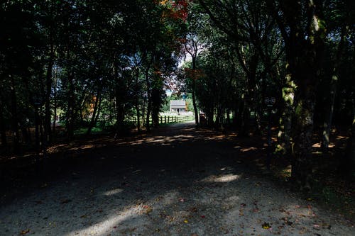 树木附近的未铺砌通路的照片 · 免费素材图片