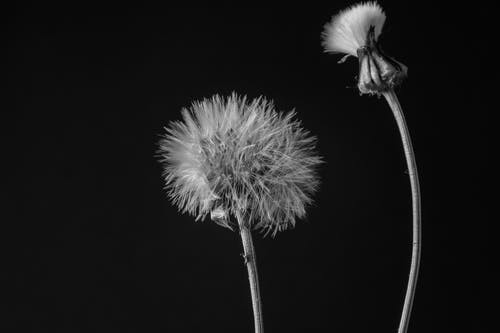 蒲公英花的灰度摄影 · 免费素材图片