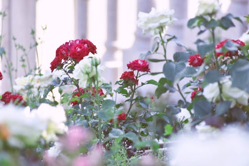 红色和白色的玫瑰 · 免费素材图片