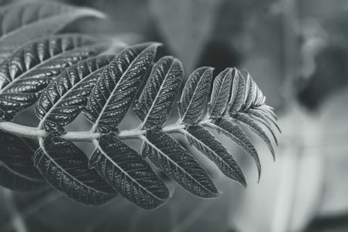 叶的单色摄影 · 免费素材图片