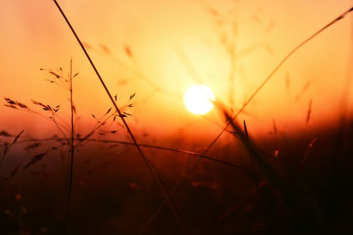 日落期间植物的选择性聚焦照片 · 免费素材图片