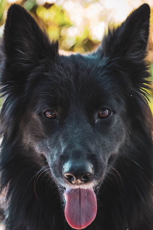 黑狗的特写照片 · 免费素材图片