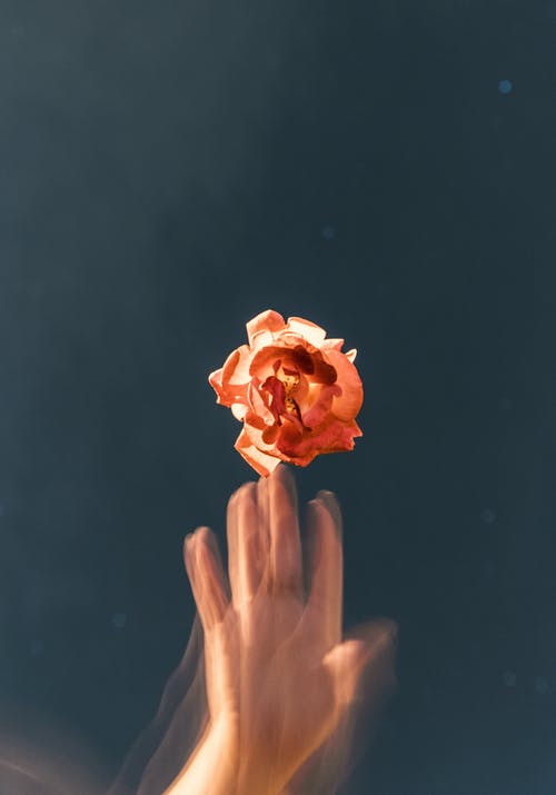 橙花瓣花 · 免费素材图片