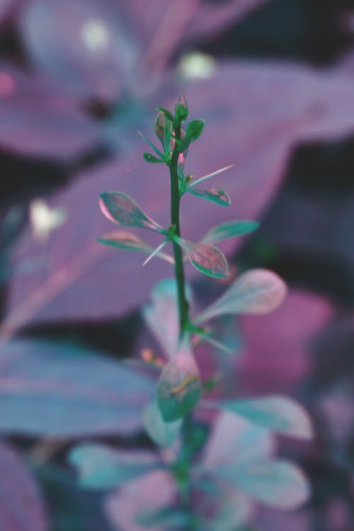 绿色的植物与紫色背景 · 免费素材图片