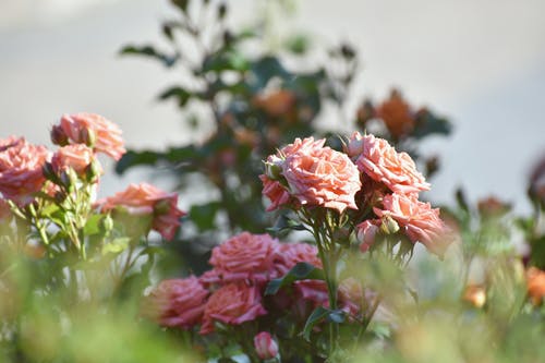 粉红色的花瓣的花lllot · 免费素材图片
