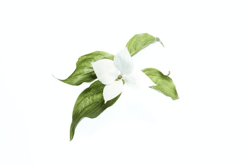 白色的花 · 免费素材图片