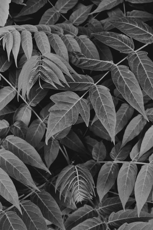 叶子的单色摄影 · 免费素材图片