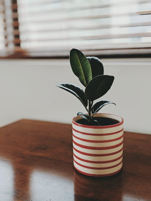 室内植物的特写照片 · 免费素材图片