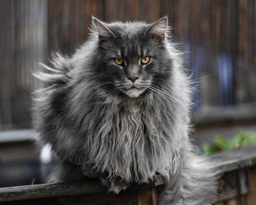 在木栅栏上的灰猫 · 免费素材图片