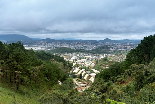 横跨灰云的绿树 · 免费素材图片