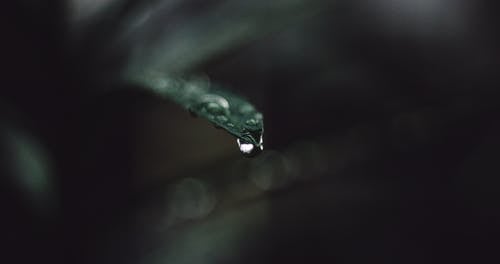 叶上的雨滴的微距摄影 · 免费素材图片