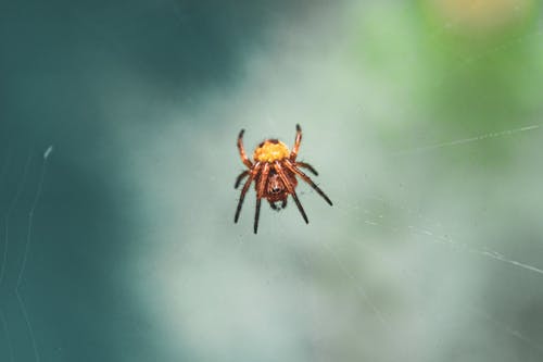 Web上的棕色蜘蛛的宏观摄影 · 免费素材图片