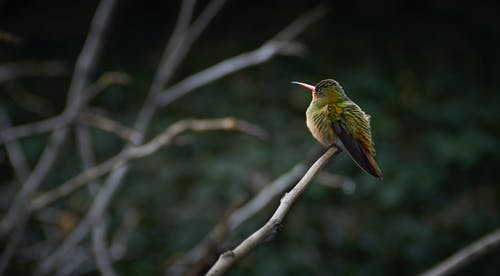 树枝上栖息的绿色和黑色小鸟的选择性聚焦照片 · 免费素材图片
