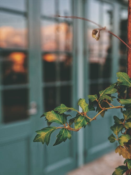绿叶植物的选择性聚焦摄影 · 免费素材图片