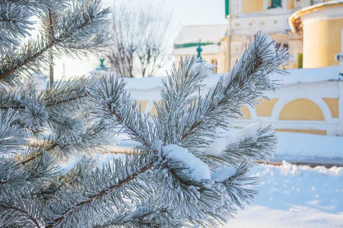 松树枝覆盖着雪 · 免费素材图片