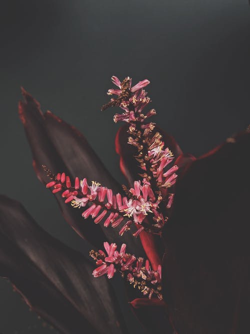 红叶植物的特写照片 · 免费素材图片
