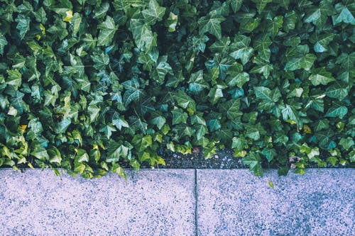绿叶植物 · 免费素材图片
