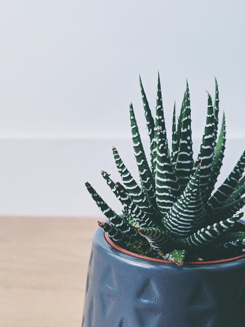 芦荟植物的特写照片 · 免费素材图片