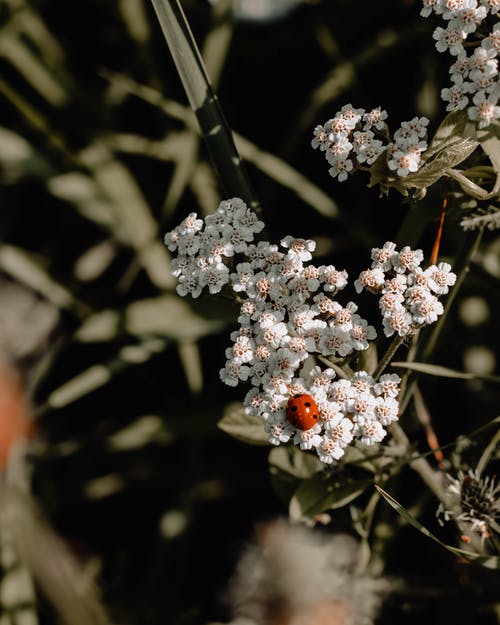 白花瓣与瓢虫的特写照片 · 免费素材图片