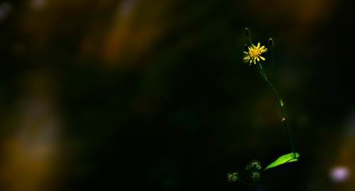 黄色花盛开 · 免费素材图片