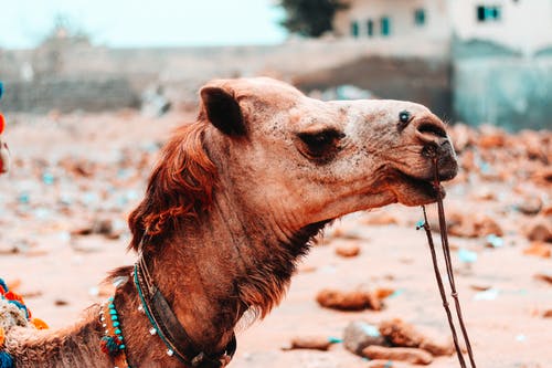 棕色骆驼的选择性焦点侧视图特写照片 · 免费素材图片