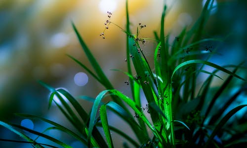 绿色植物的选择性聚焦摄影 · 免费素材图片
