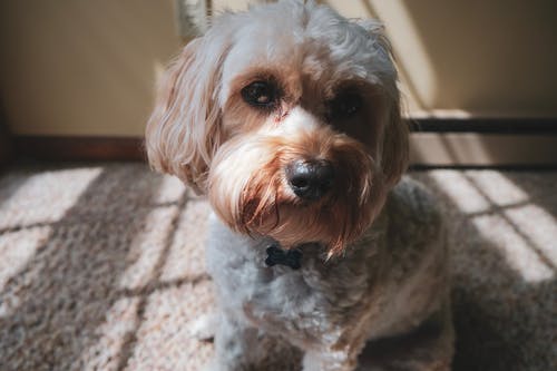 坐在地毯上的白色和棕色的约克夏犬的特写照片 · 免费素材图片