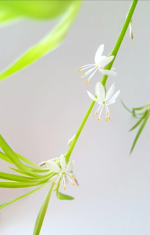 白花的特写照片 · 免费素材图片