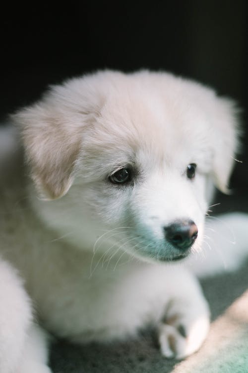 一个小的短涂白色小狗的特写照片 · 免费素材图片