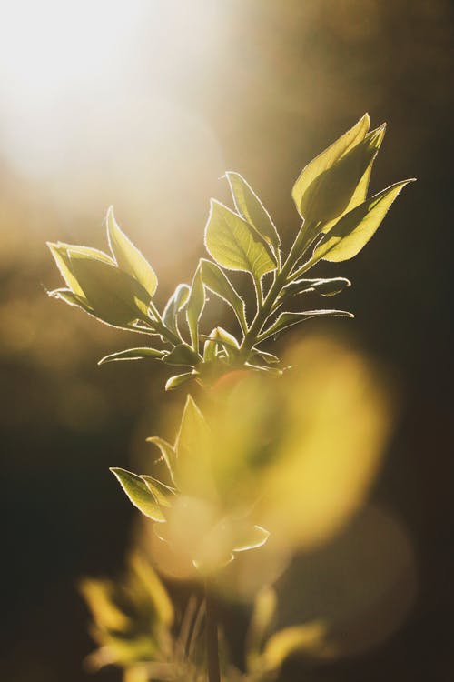 绿叶植物的选择性聚焦照片 · 免费素材图片
