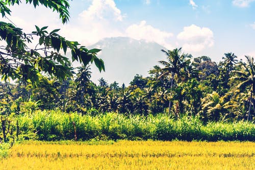 白天的树木照片 · 免费素材图片