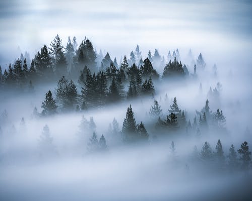 雾覆盖的松树照片 · 免费素材图片