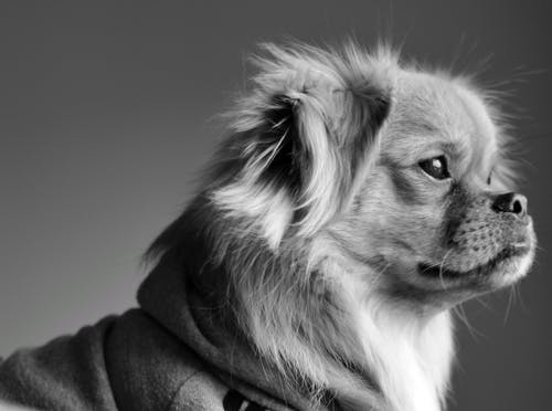狗的单色照片 · 免费素材图片