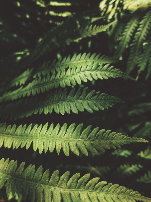 绿叶蕨类植物 · 免费素材图片