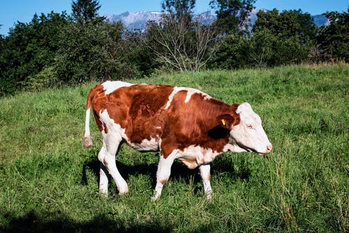 棕色和白色的牛，在草地上行走 · 免费素材图片