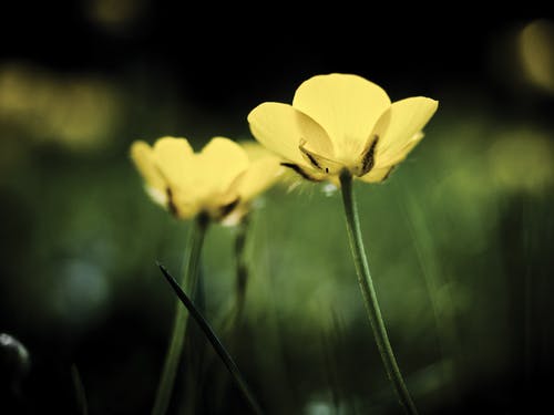 黄色花朵的选择性聚焦摄影 · 免费素材图片