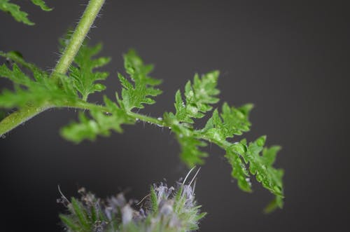 特写照片蕨叶 · 免费素材图片