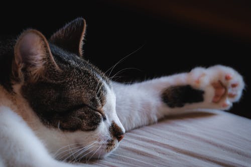 熟睡中的猫的特写照片 · 免费素材图片
