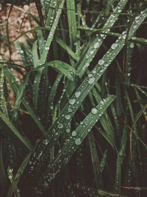 叶子上的水滴的特写照片 · 免费素材图片