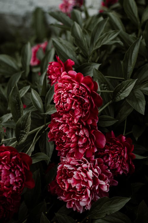 红花瓣花 · 免费素材图片