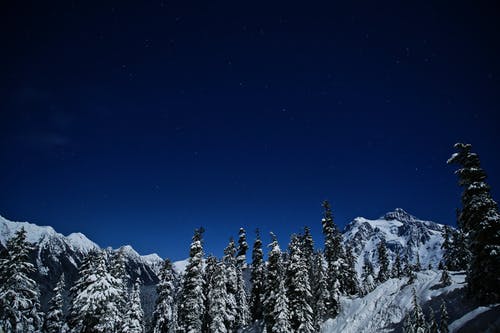 积雪覆盖的松树的低角度照片 · 免费素材图片