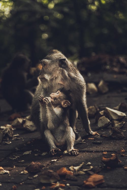 两只猴子坐在地上的照片 · 免费素材图片