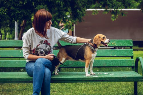 女人坐在小猎犬旁边的长凳上的照片 · 免费素材图片