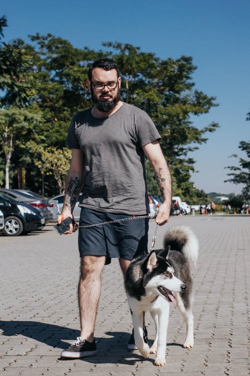 一个男人和西伯利亚哈士奇犬一起散步的照片 · 免费素材图片