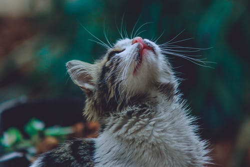 向上看的猫的特写照片 · 免费素材图片