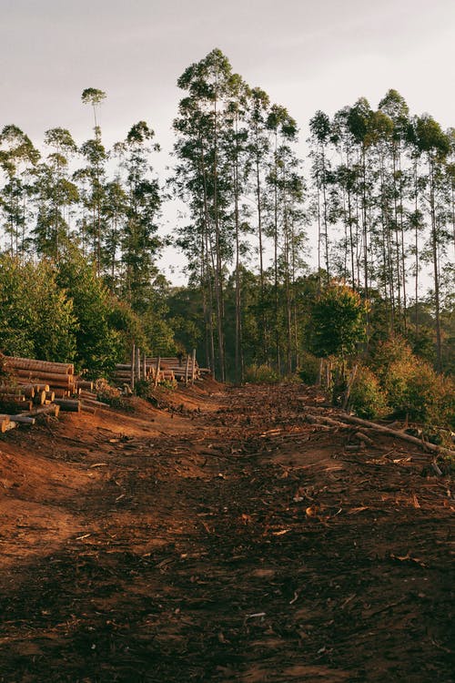 砍伐森林中的树木 · 免费素材图片