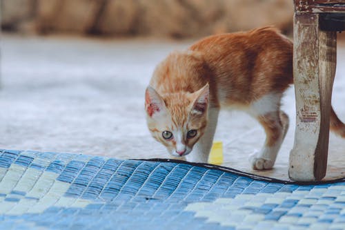 橙色的虎斑小猫的照片 · 免费素材图片