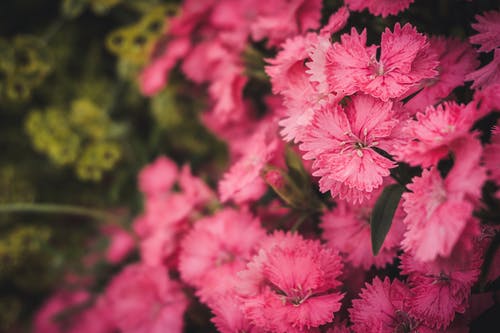 粉红色的花瓣花的特写照片 · 免费素材图片