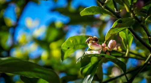 蜜蜂栖息在花上的特写照片 · 免费素材图片